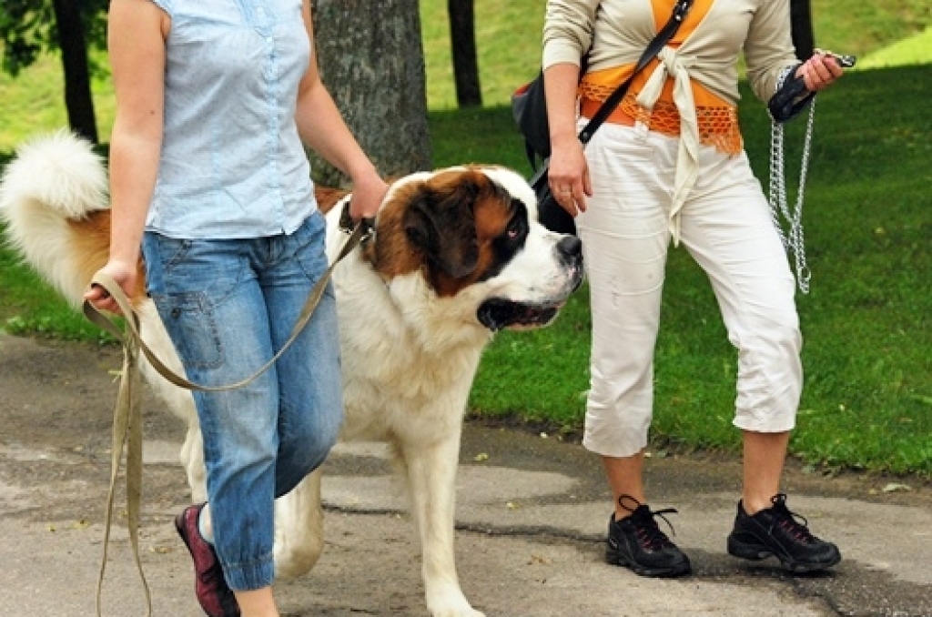 Bauskas pilskalna parkā 20. jūnijā interesenti varēja apmeklēt kinoloģiskā kluba «Ako» rīkoto suņu izstādi. Inguna Mediņa, viena no tās organizatorēm, informēja, ka izstādē piedalījās vairāk nekā 50 šķirņu suņu.
Autors: Uldis Varnevičs