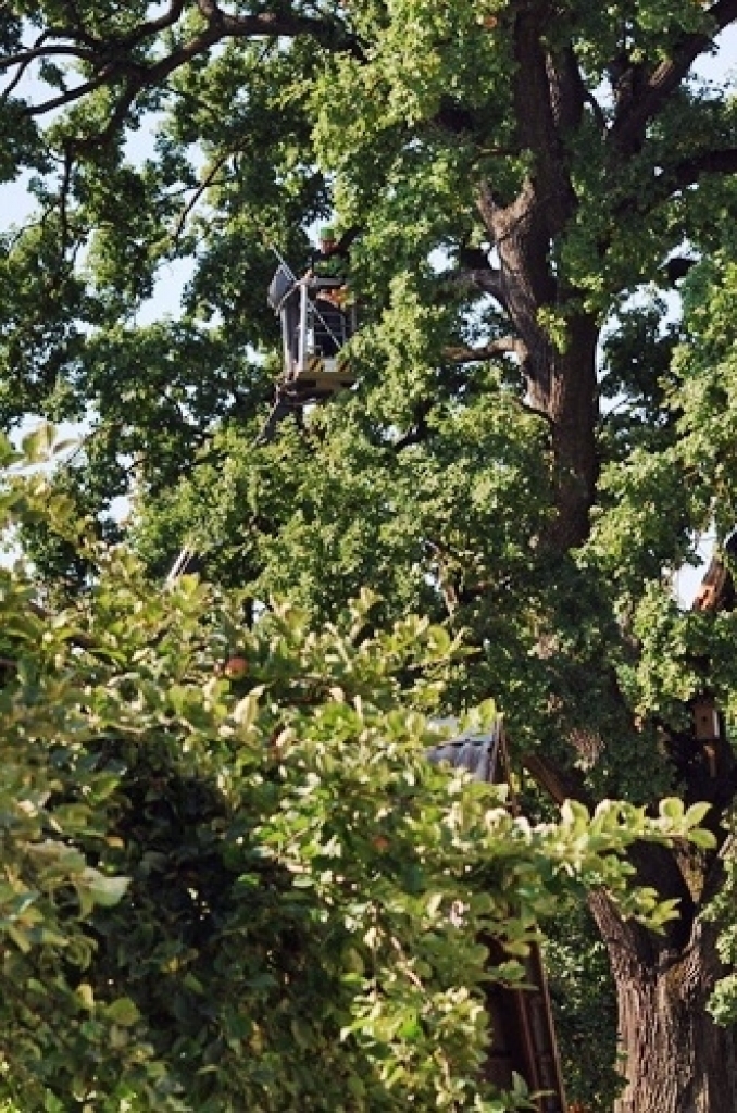 Bauskas pirmsskolas iestāde «Pasaulīte» 26. augustā organizēja bērnu rotaļu laukumā augošā dižozola apzāģēšanu. No Jelgavas ieradās arborists (koku formas veidošanas speciālists), kurš konsultēja SIA «Vides serviss» zāģētāju brigādi un...
Autors: Uldis Varnevičs