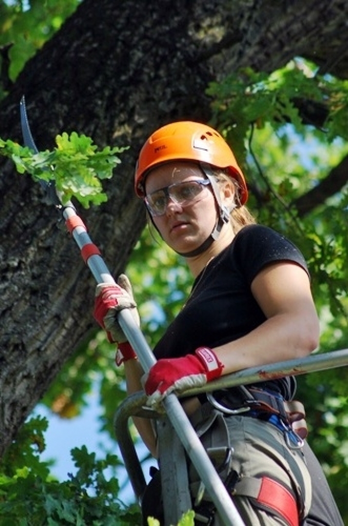Bauskas pirmsskolas iestāde «Pasaulīte» 26. augustā organizēja bērnu rotaļu laukumā augošā dižozola apzāģēšanu. No Jelgavas ieradās arborists (koku formas veidošanas speciālists), kurš konsultēja SIA «Vides serviss» zāģētāju brigādi un...
Autors: Uldis Varnevičs