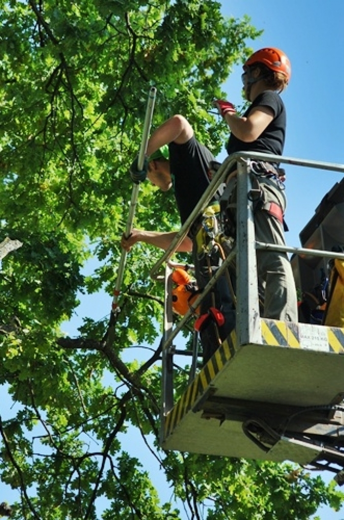 Bauskas pirmsskolas iestāde «Pasaulīte» 26. augustā organizēja bērnu rotaļu laukumā augošā dižozola apzāģēšanu. No Jelgavas ieradās arborists (koku formas veidošanas speciālists), kurš konsultēja SIA «Vides serviss» zāģētāju brigādi un...
Autors: Uldis Varnevičs