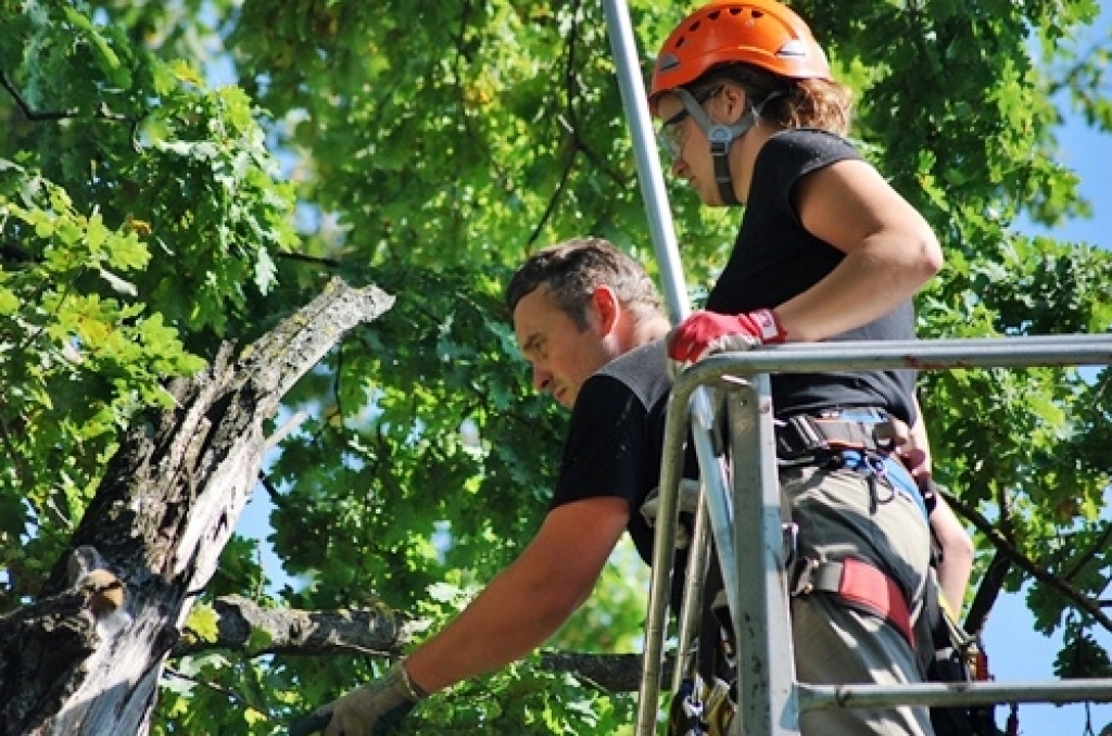 Bauskas pirmsskolas iestāde «Pasaulīte» 26. augustā organizēja bērnu rotaļu laukumā augošā dižozola apzāģēšanu. No Jelgavas ieradās arborists (koku formas veidošanas speciālists), kurš konsultēja SIA «Vides serviss» zāģētāju brigādi un...
Autors: Uldis Varnevičs
