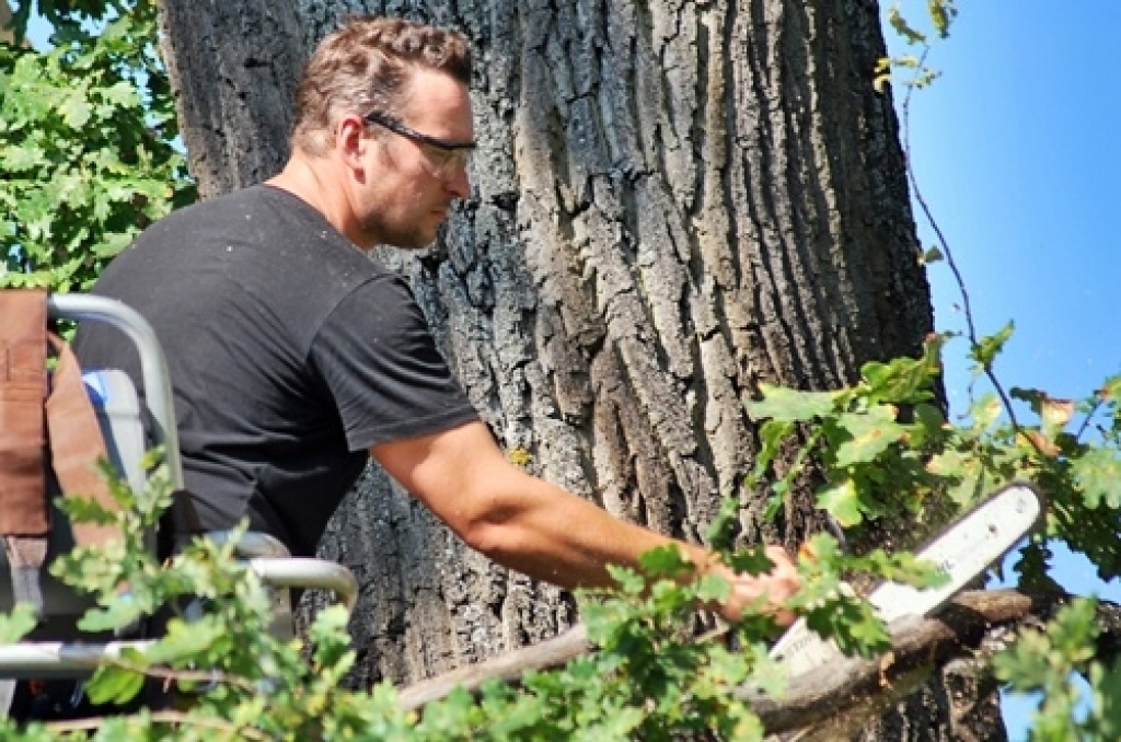 Bauskas pirmsskolas iestāde «Pasaulīte» 26. augustā organizēja bērnu rotaļu laukumā augošā dižozola apzāģēšanu. No Jelgavas ieradās arborists (koku formas veidošanas speciālists), kurš konsultēja SIA «Vides serviss» zāģētāju brigādi un...
Autors: Uldis Varnevičs
