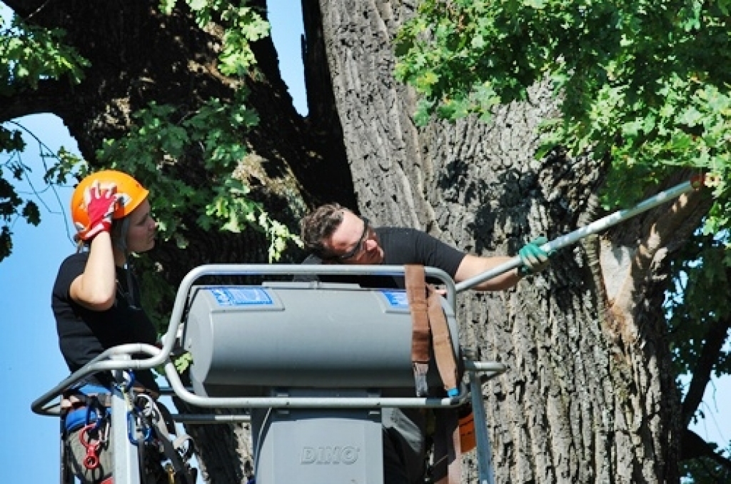 Bauskas pirmsskolas iestāde «Pasaulīte» 26. augustā organizēja bērnu rotaļu laukumā augošā dižozola apzāģēšanu. No Jelgavas ieradās arborists (koku formas veidošanas speciālists), kurš konsultēja SIA «Vides serviss» zāģētāju brigādi un...
Autors: Uldis Varnevičs
