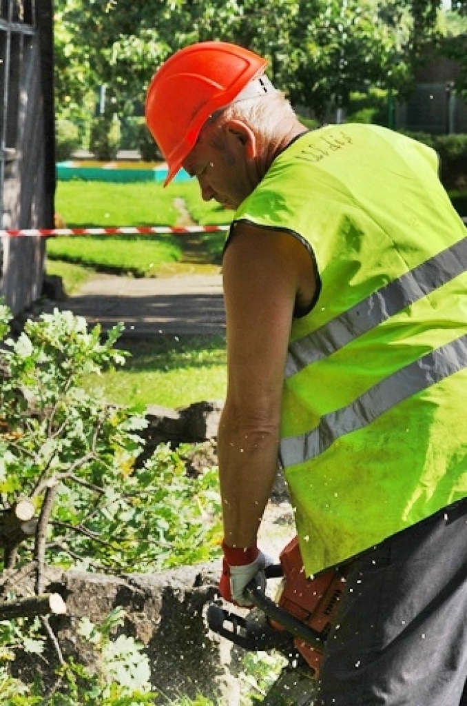 Bauskas pirmsskolas iestāde «Pasaulīte» 26. augustā organizēja bērnu rotaļu laukumā augošā dižozola apzāģēšanu. No Jelgavas ieradās arborists (koku formas veidošanas speciālists), kurš konsultēja SIA «Vides serviss» zāģētāju brigādi un...
Autors: Uldis Varnevičs