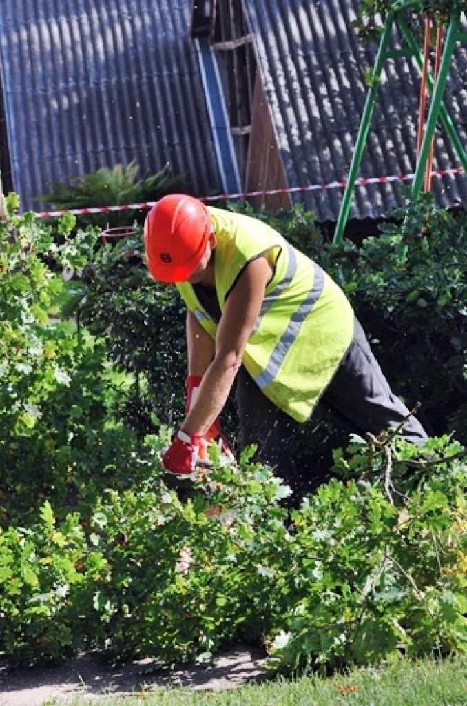 Bauskas pirmsskolas iestāde «Pasaulīte» 26. augustā organizēja bērnu rotaļu laukumā augošā dižozola apzāģēšanu. No Jelgavas ieradās arborists (koku formas veidošanas speciālists), kurš konsultēja SIA «Vides serviss» zāģētāju brigādi un...
Autors: Uldis Varnevičs