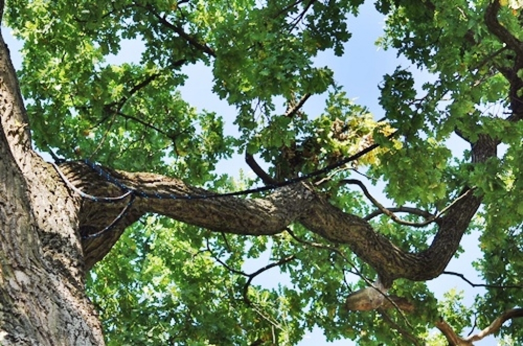Bauskas pirmsskolas iestāde «Pasaulīte» 26. augustā organizēja bērnu rotaļu laukumā augošā dižozola apzāģēšanu. No Jelgavas ieradās arborists (koku formas veidošanas speciālists), kurš konsultēja SIA «Vides serviss» zāģētāju brigādi un...
Autors: Uldis Varnevičs