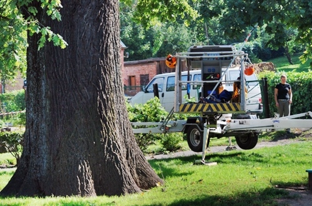 Bauskas pirmsskolas iestāde «Pasaulīte» 26. augustā organizēja bērnu rotaļu laukumā augošā dižozola apzāģēšanu. No Jelgavas ieradās arborists (koku formas veidošanas speciālists), kurš konsultēja SIA «Vides serviss» zāģētāju brigādi un...
Autors: Uldis Varnevičs