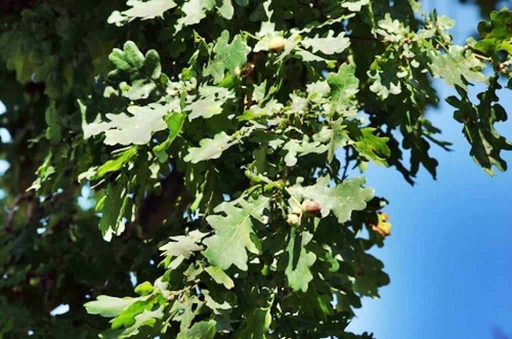 Bauskas pirmsskolas iestāde «Pasaulīte» 26. augustā organizēja bērnu rotaļu laukumā augošā dižozola apzāģēšanu. No Jelgavas ieradās arborists (koku formas veidošanas speciālists), kurš konsultēja SIA «Vides serviss» zāģētāju brigādi un...
Autors: Uldis Varnevičs