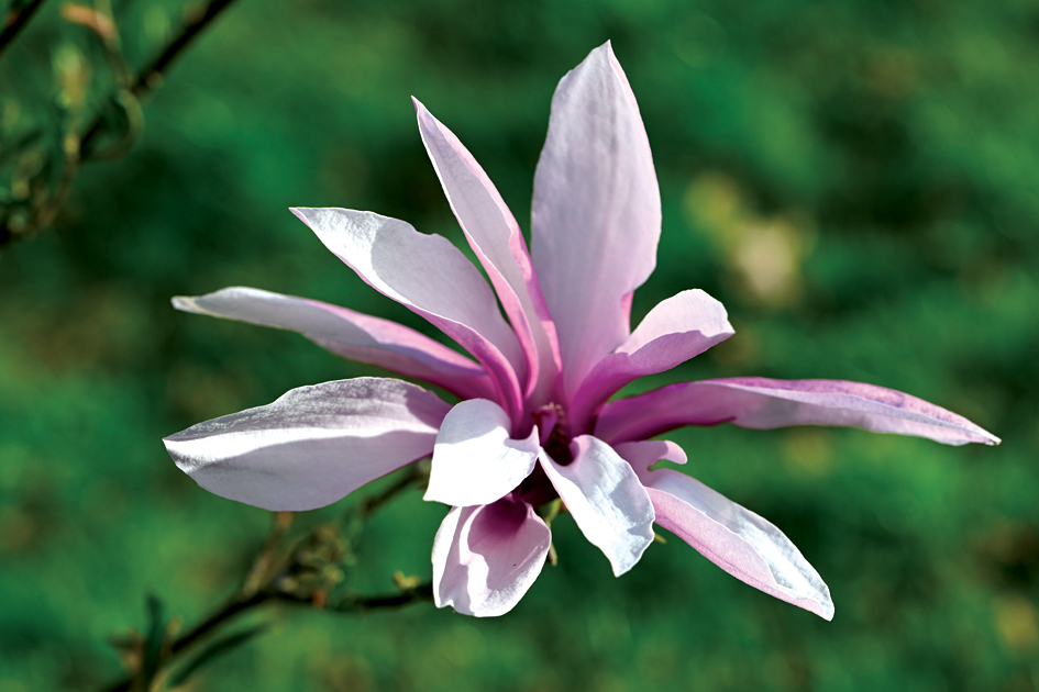 Ziedlapas šķirnei ‘Orchid’ ir izteikti garenas, piesātināts fuksiju rozā pāriet blāvi rozīgā, pat baltā tonī. Šī ir viena no nedaudzajām maza izmēra magnolijām, līdz ar to ļoti piemērota dārziem ar ierobežotu platību.
Autors: Foto no Elīnas Kilēvicas personiskā arhīva