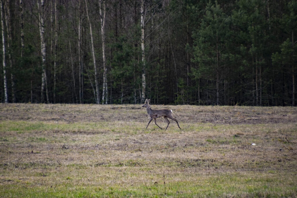 BauskasDzive.lv raksta attēla aizvietotājs
