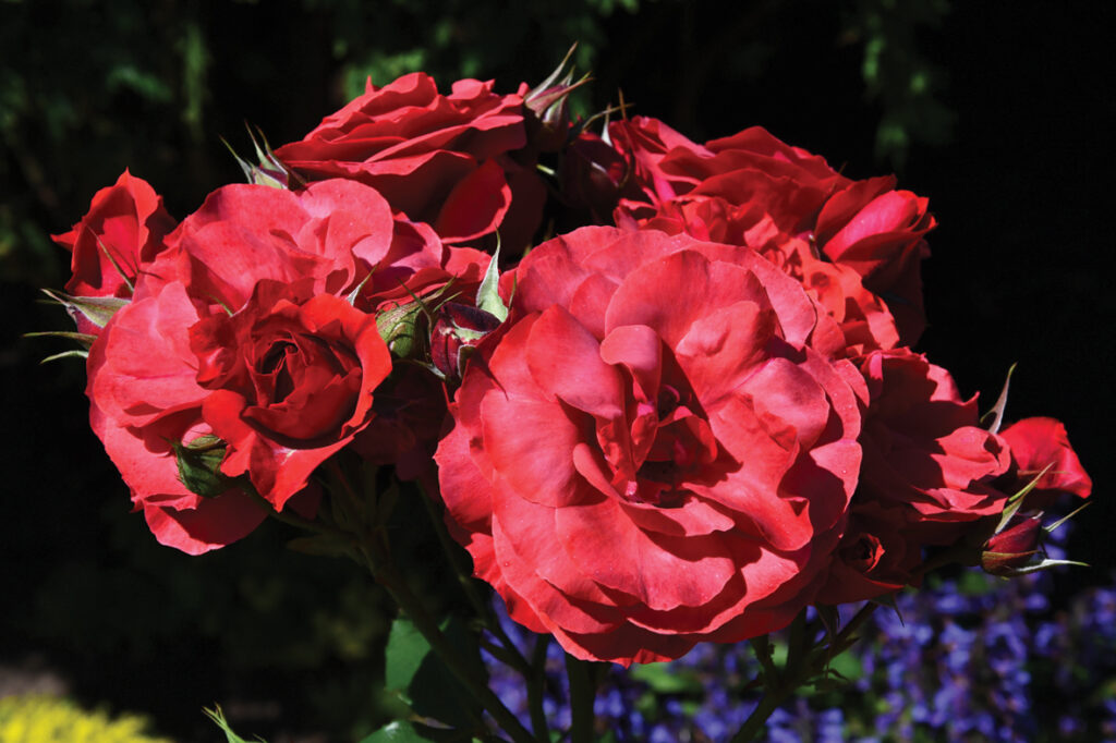 Floribundroze ‘Hot Chocolate’ zied neparastā krāsā – sarkanā, ar tādu kā brūnīgu apsarmi. 
Autors: Foto – Ivars Bogdanovs